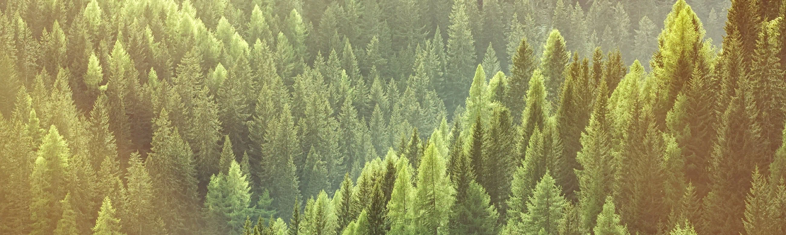 environmental benefits of timber frame